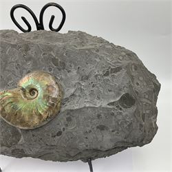 Cleoniceras opalised ammonite upon a slate display matrix, with metal stand, age; Cretaceous period, location; Madagascar, matrix H20cm, L32cm