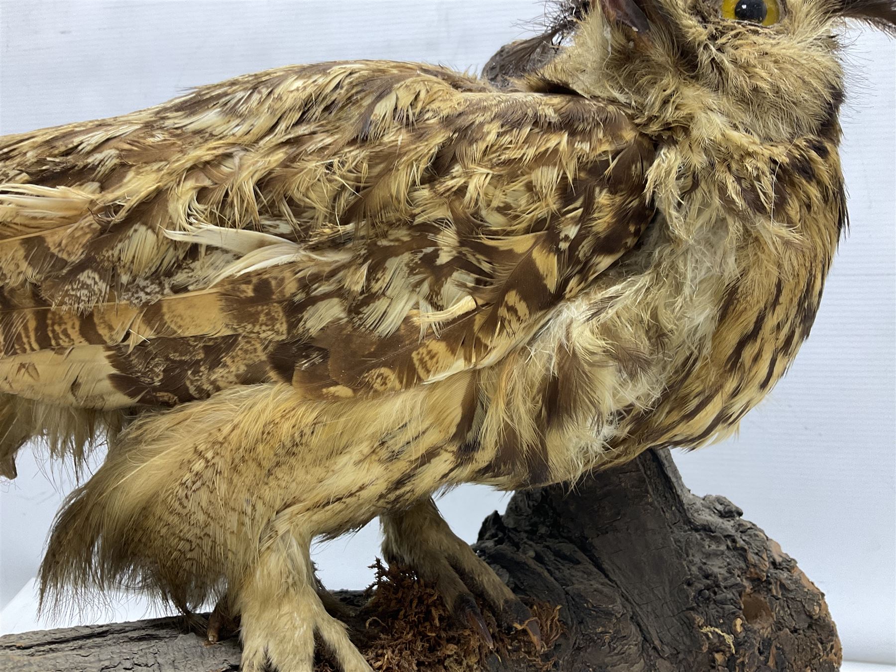 Taxidermy: Long-eared Owl (Asio otus), full adult mount upon a cut tree branch, together with European Sparrowhawk (Accipiter nisus), full adult mount, upon a branch in a naturalistic setting, owl H36cm 