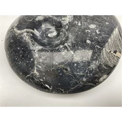 Polished Goniatite, age; Devonian period, H19cm, L23cm