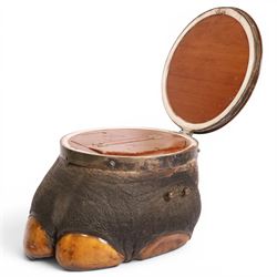 Taxidermy: 19th century elephant foot cigar case, the hinged wooden lid opening to reveal two lidded compartments