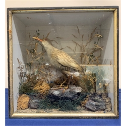 Taxidermy: Victorian cased Water Rail in naturalistic setting standing upon a rocky section and detailed with lichen, grasses and other fauna, encased within an ebonised single pane display case, H33cm L33cm D16cm 