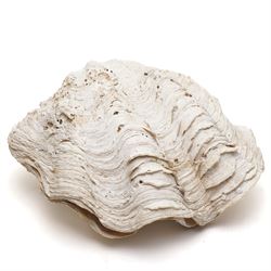 Conchology - Clam Shell (Tridacna derasa), late 19th century, complete full shell, height ...