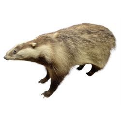 Taxidermy; European badger (Meles meles) full adult mount H34cm, L70cm