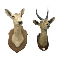 Taxidermy: Reedbuck (Redunca Arundinium), adult male shoulder mount mounted on a wooden shield, together with a doe mounted on a wooden shield