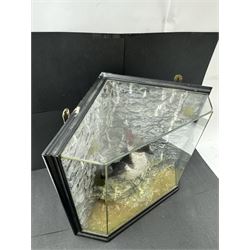 Taxidermy: Cased Little Auk (Alle alle), immature full mount, stood upon a painted faux rock ledge,the backdrop as a cliff with moss, enclosed within a ebonised angled four-glass display case, H32cm