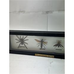 Entomology: Single glazed display of insects, circa 20th century, single glazed display containing five various specimens, comprising South American Tarantula, two specimens of Tarantula Hawk Wasp, Asian Hornet and Common Wood Wasp, pinned upon foam backing, enclosed within a glazed ebonised display case, H74cm, L24cm