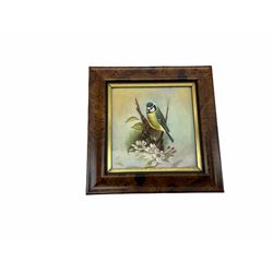 Five framed porcelain plaques, hand painted with birds, signed N Creed - ex Royal Worcester artist, overall 14.5cm x 14.5cm