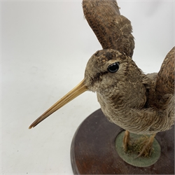 Taxidermy: Curlew (numenius aequath), mounted upon a circular wooden base. 