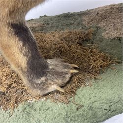 Taxidermy: European Red Fox (Vulpes vulpes), full mount adult on open display with standing alert with ears forward front paw raised, upon a naturalist base, H62cm, L78cm