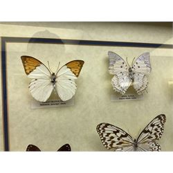 Entomology: gilt framed glazed display of various butterflies, containing ten species, to include Hebomoia glaucippe aturia, Moduza procris milonia, Graphium agamemnon agamemnon, Euploea diocletianus etc, H52.5cm, W57.5cm
