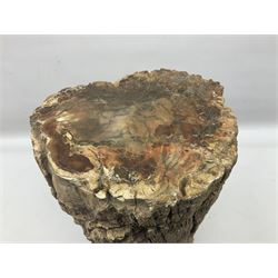 Petrified wood tree trunk/ branch, sliced in cross-section and polished to one side to reveal an array of colours, with textured edge, H40cm, D17cm