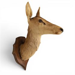 Taxidermy - Red Deer (Cervus elaphus), adult doe head mount facing forwards, on wooden shield, H77cm