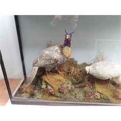 Taxidermy: Victorian cased pair of  Cabot’s Tragopans (Tragopan caboti), hen and cock, in naturalistic setting, the rocky groundwork detailed with lichen and grasses, set against a painted pale blue backdrop, enclosed within a rosewood topped three pane display case, frame titled Horned Pheasants from the Himalayas, H74cm L111cm D31cm 