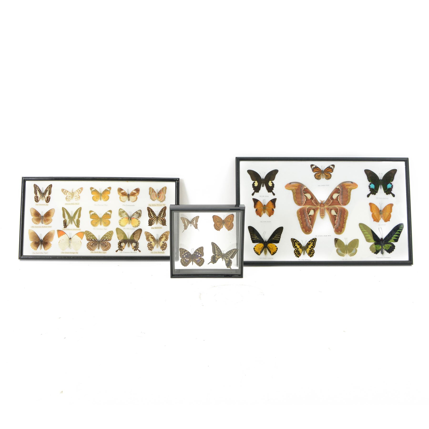 Entomology; Framed collection of fifteen butterflies and moths including Dark Blue Tiger, Hill Jezebel, Great Orange Tip etc together with two other framed displays 