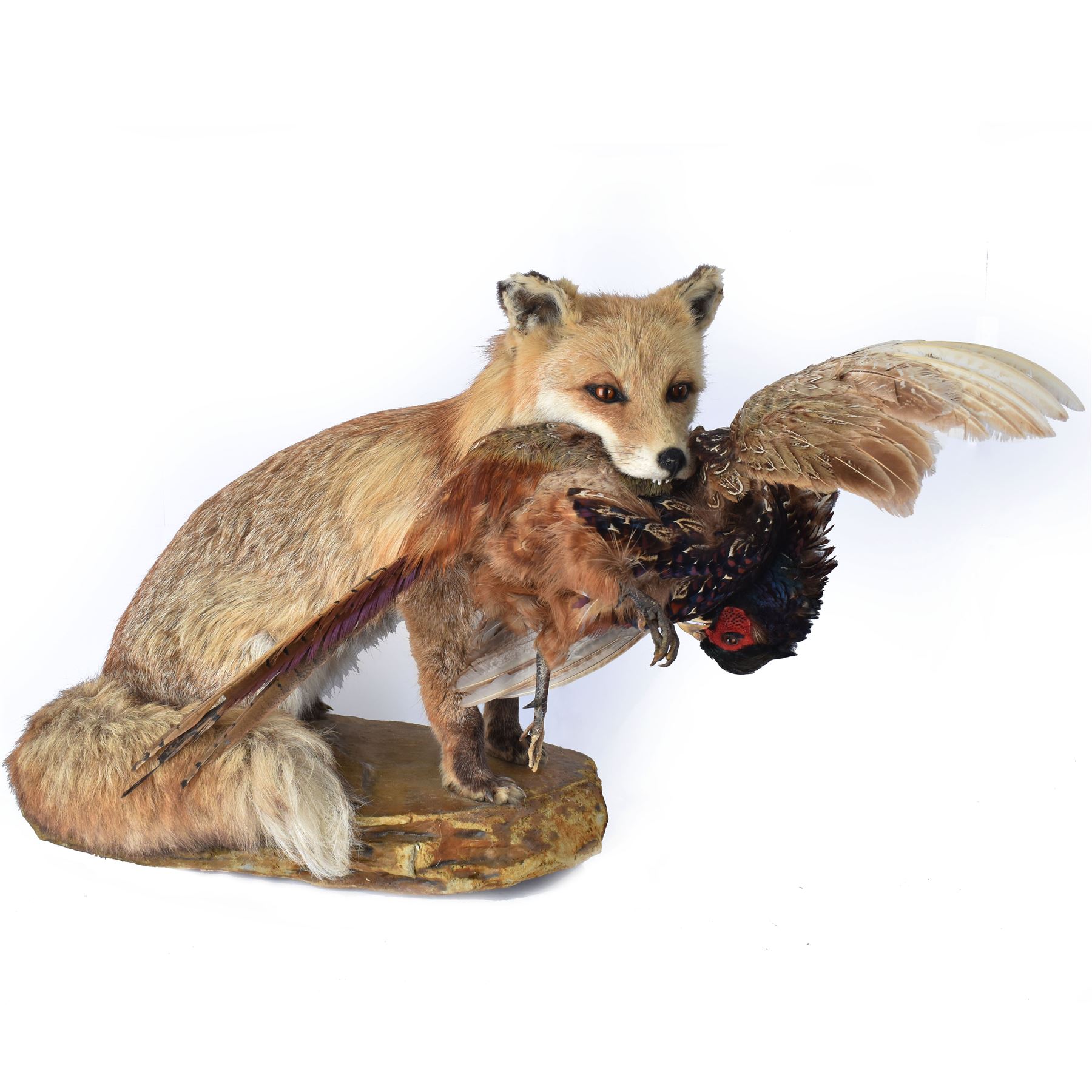 Taxidermy: Red Fox (Vulpes vulpes) with cock pheasant (Phasianus colchicus), open display upon a rocky base, H51cm