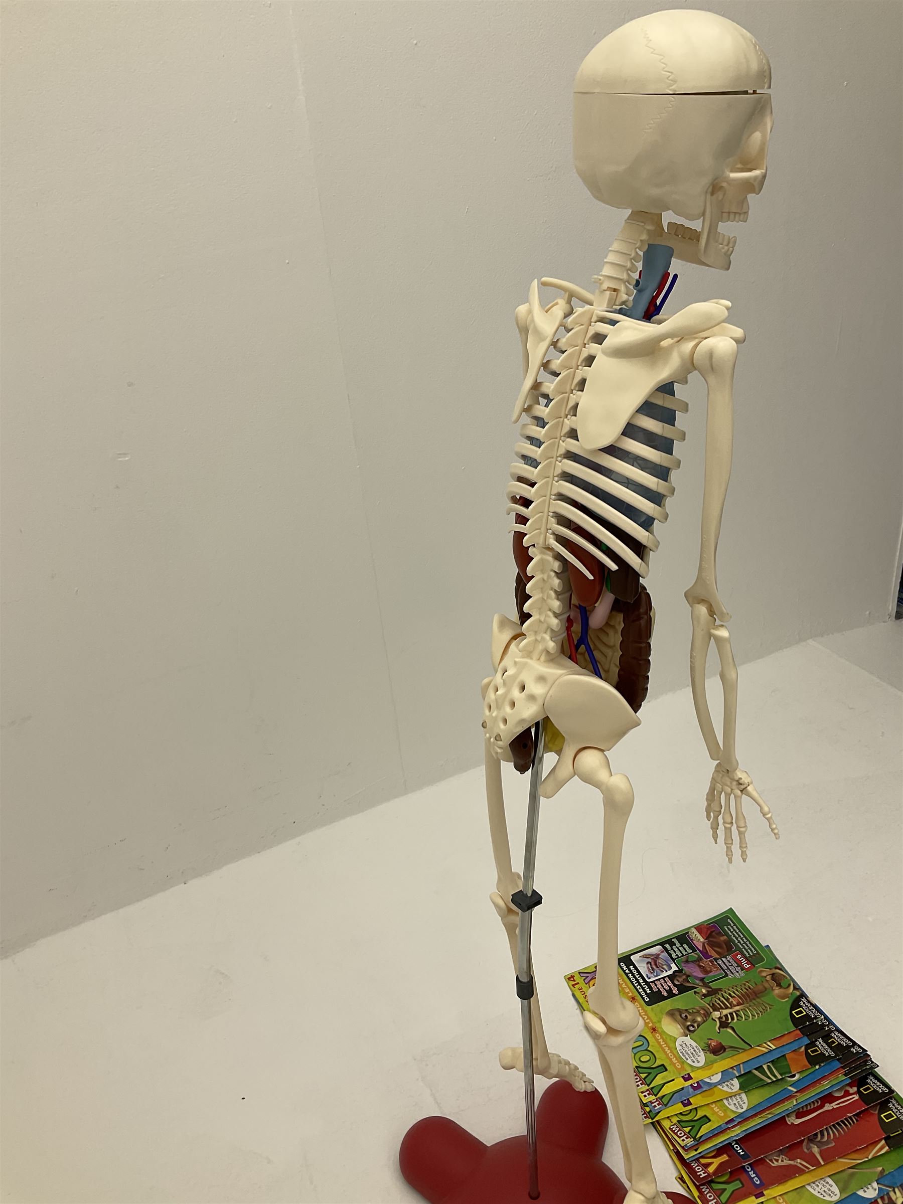 Billie Bones anatomy skeleton with set of magazines volume one to thirty four, skeleton H120cm. 