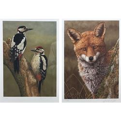 Robert E Fuller (British 1972-): Great Spotted Woodpeckers and 'Fox At Dawn', two limited edition colour prints signed and numbered 845/850 and 100/850, respectively, max 34cm x 24cm (2)