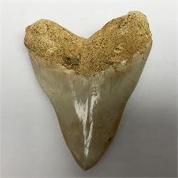Large Megalodon (Otodus Megalodon) tooth fossil, with fine serrations, age; Miocene period, H11.5cm, W9cm

Notes; Believed to have grown as large as 18 metres, the Megalodon was the largest shark and one of the most dominant marine predators ever to have existed. It roamed the ancient seas for around 20 million years until their extinction around 3.6 million years ago.  Megalodon teeth vary in colour and ton. influenced and coloured over the millennia by the conditions in which they are preserved