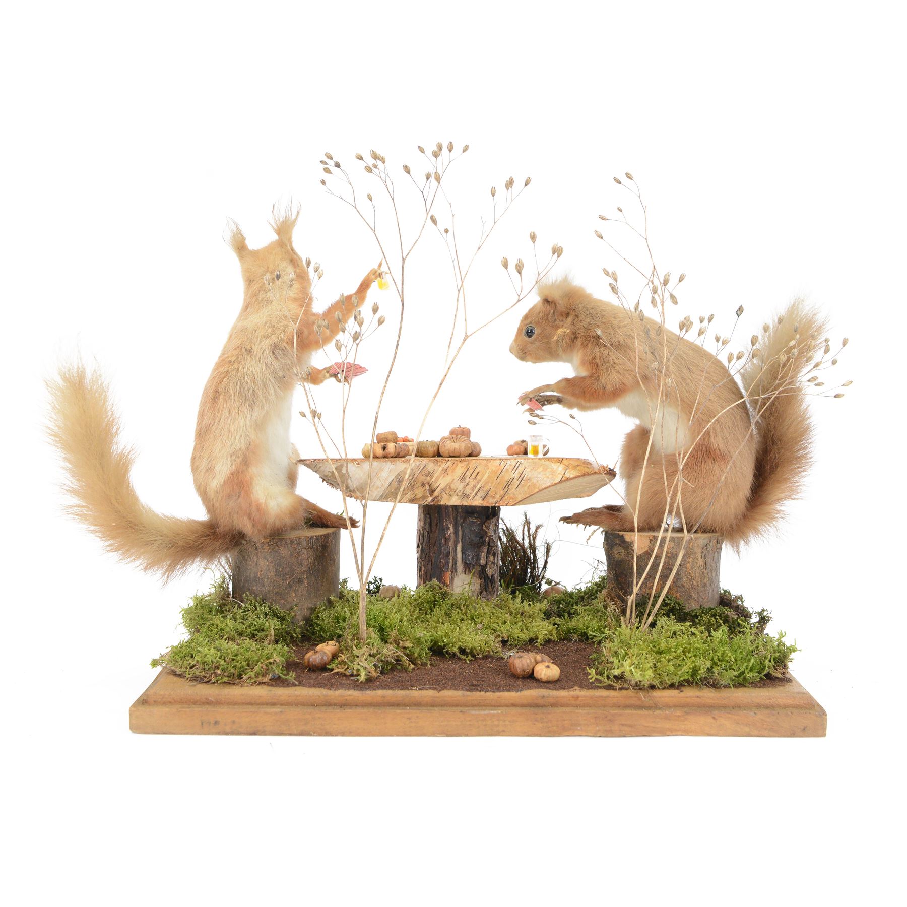 Anthropomorphic Taxidermy: Two red squirrels (Sciurus vulgaris) playing cards, both seated at a woodland table upon a naturalistic base, H34, L41cm