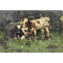 David Gauld (Scottish 1865-1936): Study of Calves in Landscape, oil on canvas signed 51cm x 76cm (unframed)