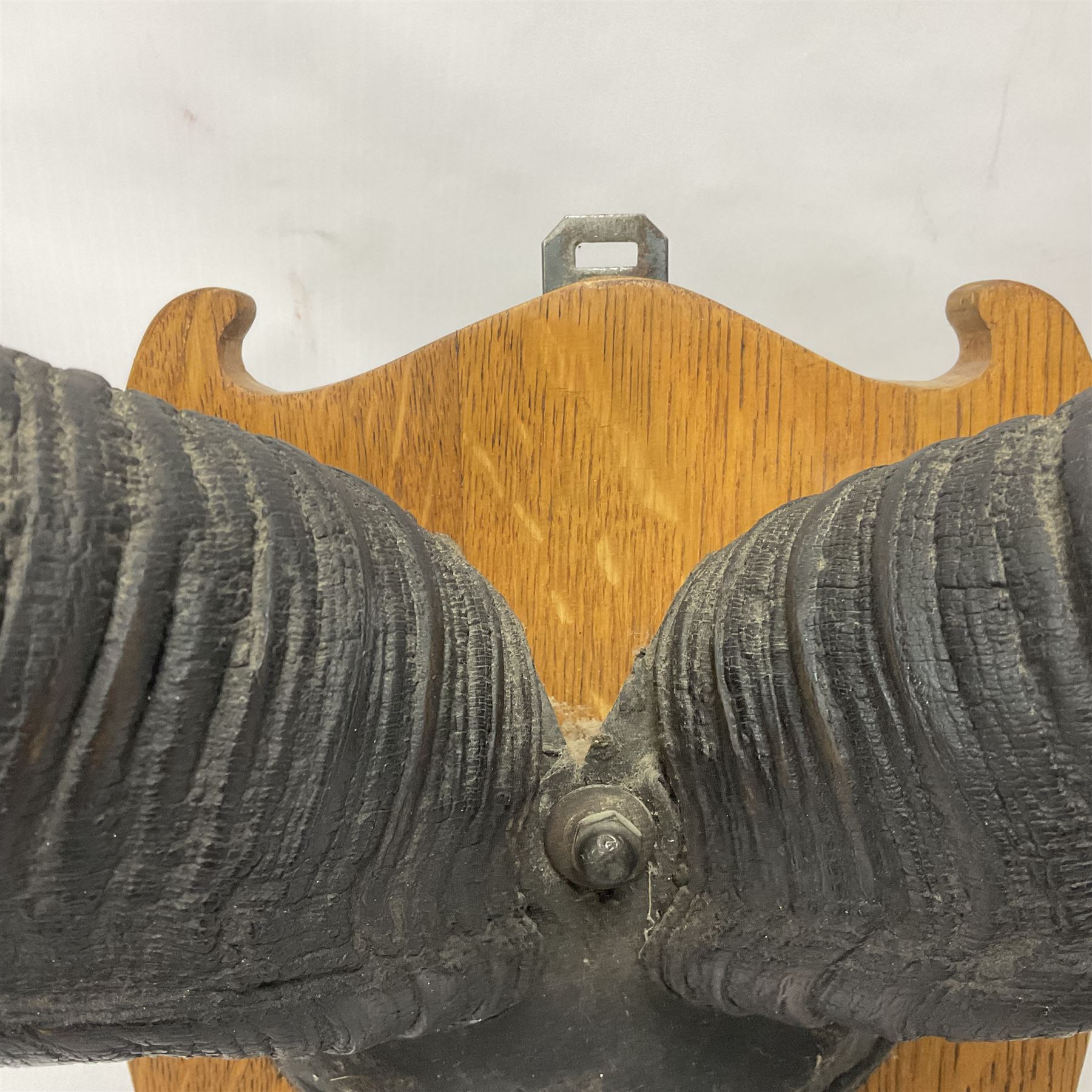 Antlers/Horns: Greater Kudu (Tragelaphus Strepsiceros), Pair of Kudu curved horns on partial skull, mounted on an oak shield, H120cm