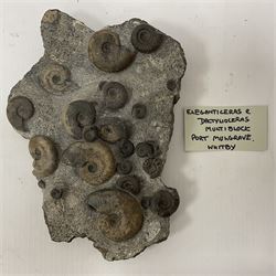 Ammonite multi-block fossil, comprising Dactylioceras and Eleganticeras, age; Jurassic period, location; Port MulGrave, Whitby, H31cm L22cm 