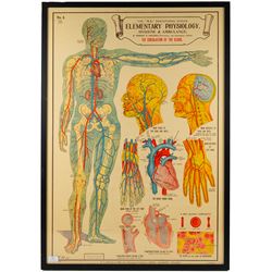 Complete set of eight 'AL Educational Series Elementary Physiology Hygiene and Ambulance' medical posters by Robert R Holding (Zoological and Anatomical artist), published by E J Arnold & Son Ltd of Leeds, Glasgow and Belfast, all framed