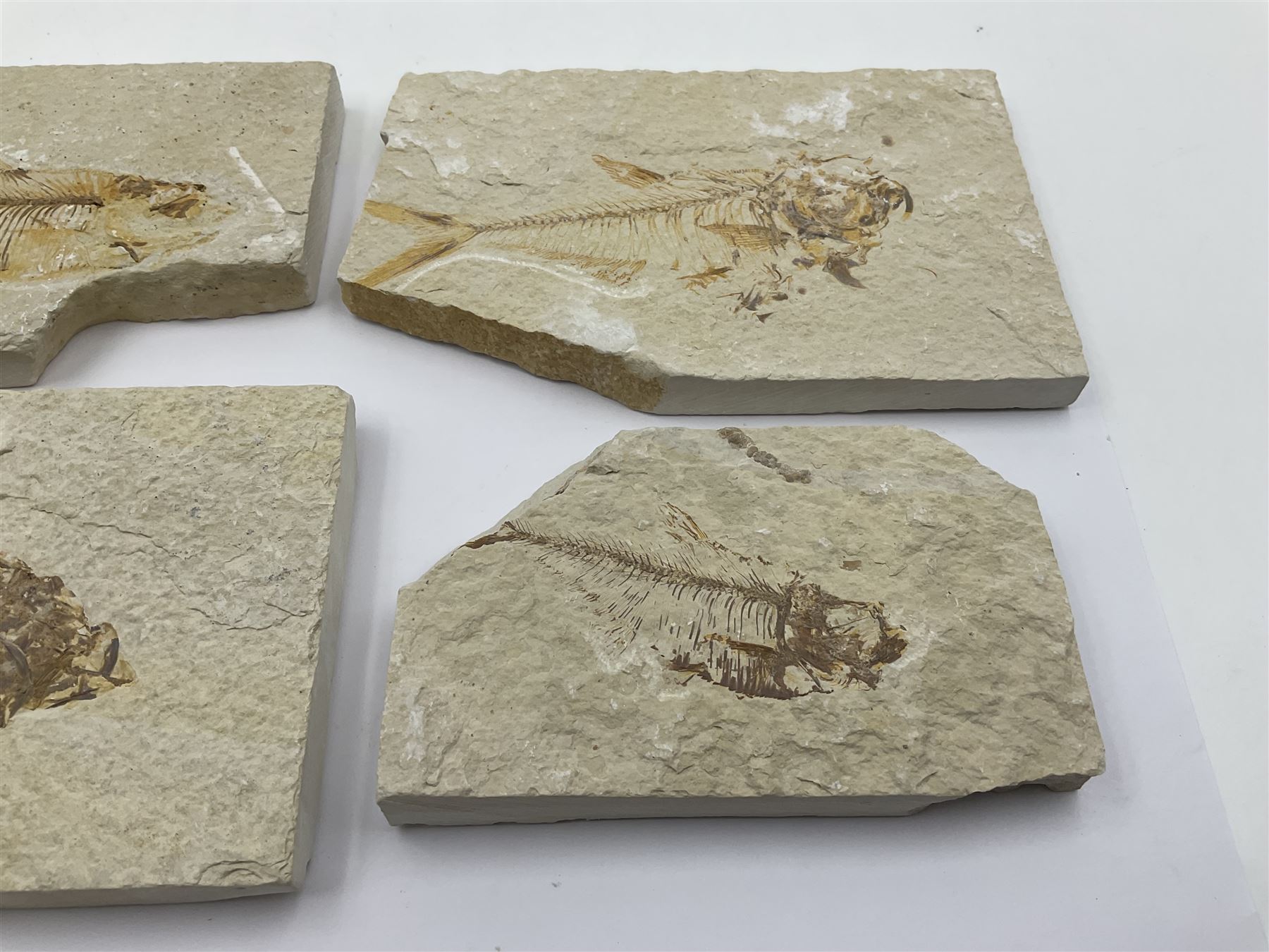Four fossilised fish (Knightia alta) each in an individual matrix, age; Eocene period, location; Green River Formation, Wyoming, USA, largest matrix H9cm, L17cm