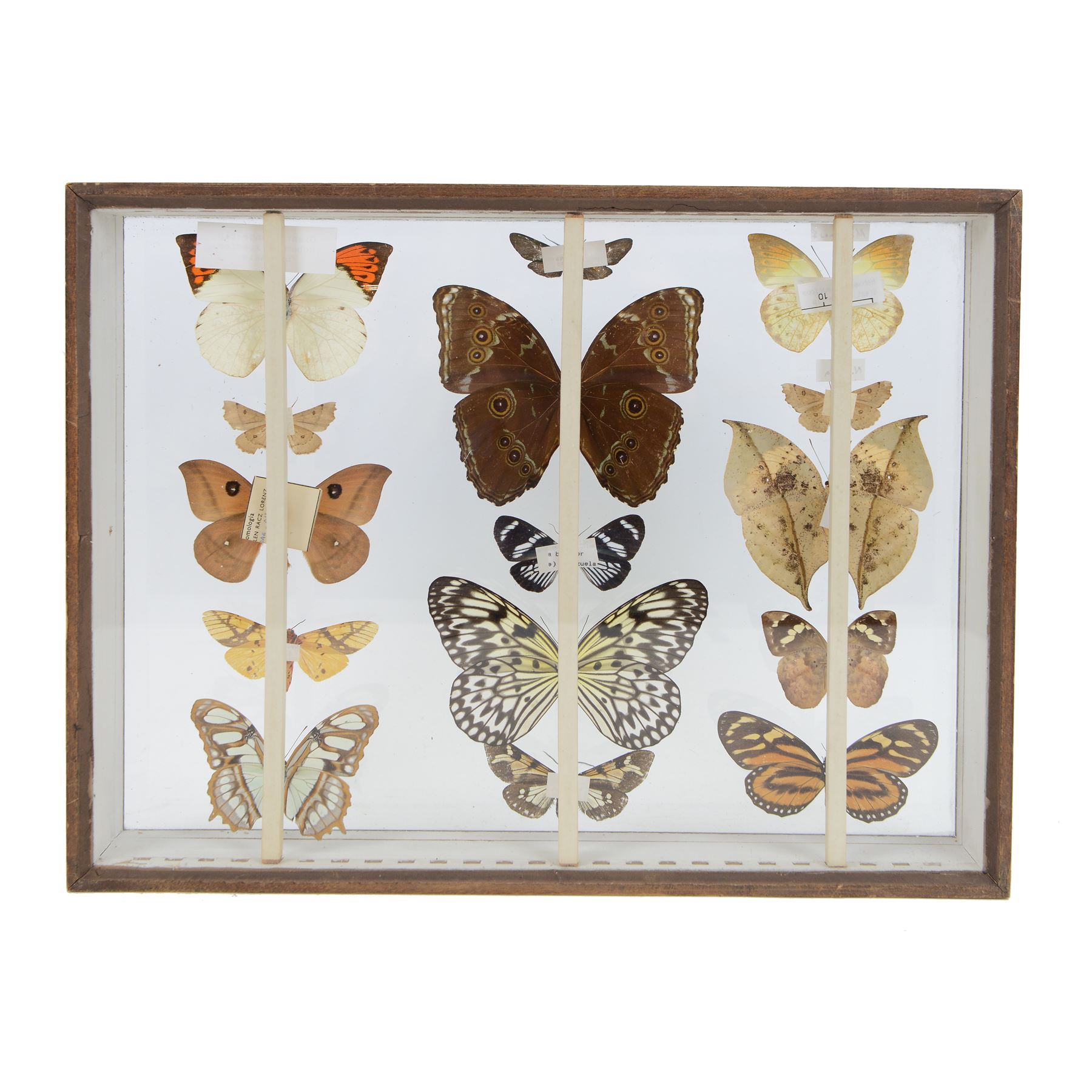 Entomology: Double glazed display of Butterflies and Moths, circa 20th century, double glazed display containing fourteen specimens, including Kallima Horsfieldii, Morpho Helenor,  Automeris Naranja, most with attached data labels, all pinned upon, enclosed within a double glazed display draw, H29cm, L38cm
By vendors repute; The double glazed draw is from the 1930's British Museum cabinets that were used to house the entire collection of insects from the British Natural History Museum, which in turn were removed from the Museum to a safe place away from the London Blitz during World War Two. There were 10 draws to each cabinet which had handles on the top for ease of lifting and transportation.They have adjustable corked wood slats so as to accommodate various size insects (Wing Spans etc), whilst keeping them in neat rows
