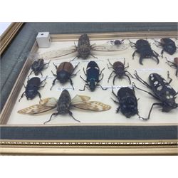 Entomology; Framed collection of sixteen insects, including Eupatorus Gracilicornis, Magaloxantsa Bicolor, Trichogormphus Martabani etc, together with a framed phasmid