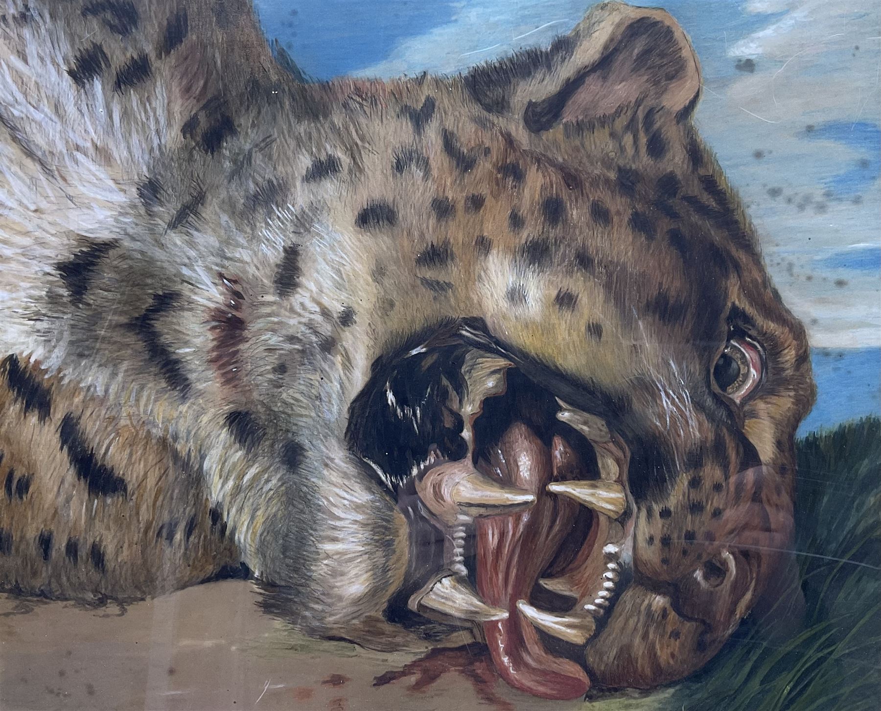 Continental School (20th Century): Leopard's Head, pastel unsigned 31cm x 37cm 