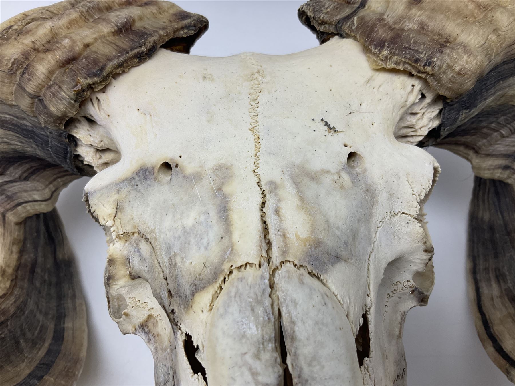 Skulls/Horns: Swaledale Ram Skull, (Ovis aries), set of adult horns on upper skull, H17cm