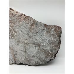 Crinoid sea bed plaque, with two crinoid specimens, probably Scyphocrinites elegans from the Silurian period, H39cm, L61cm