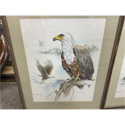 After Joan Beuche (South African 20th century) Eagles, set of six coloured prints (6)
