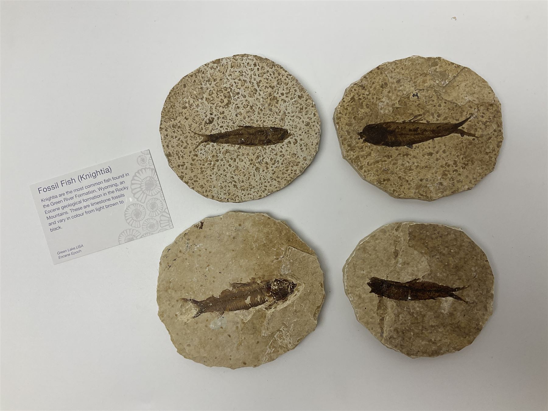 Four fossilised fish (Knightia alta) each in an individual matrix; age; Eocene period, location; Green River Formation, Wyoming, USA, largest matrix H8cm, L10cm
