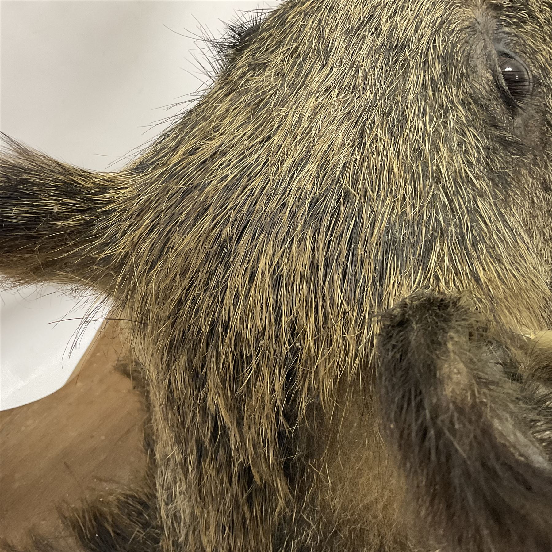 Taxidermy: European Wild Boar (Sus scrofa), adult male shoulder mount looking straight ahead mouth agape, mounted upon a wooden shield, D52cm