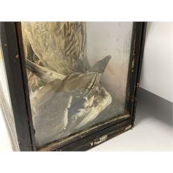 Taxidermy; 19th century cased display Red Fox (Vulpes vulpes) with pray, and a hooded crow ( (Corvus cornix) perched upon a branch in a naturalistic setting against a painted backboard, encased within an ebonised three pane display case, H70cm