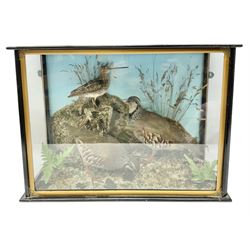 Taxidermy; bird diorama, pair of adult Red-legged Partridges (Alectoris rufa) and an adult Snipe, (Gallinago gallinago), on a naturalistic setting and blue sky painted background, encased within an ebonised three pane display case,  H43cm, W60cm, D20cm