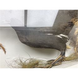 Taxidermy: Cased pair of Moorhens (Gallinula),  a pair of full mount adults with three chicks, in a naturalistic setting against a painted backboard, encased within a single pane display case, H44cm, L58cm