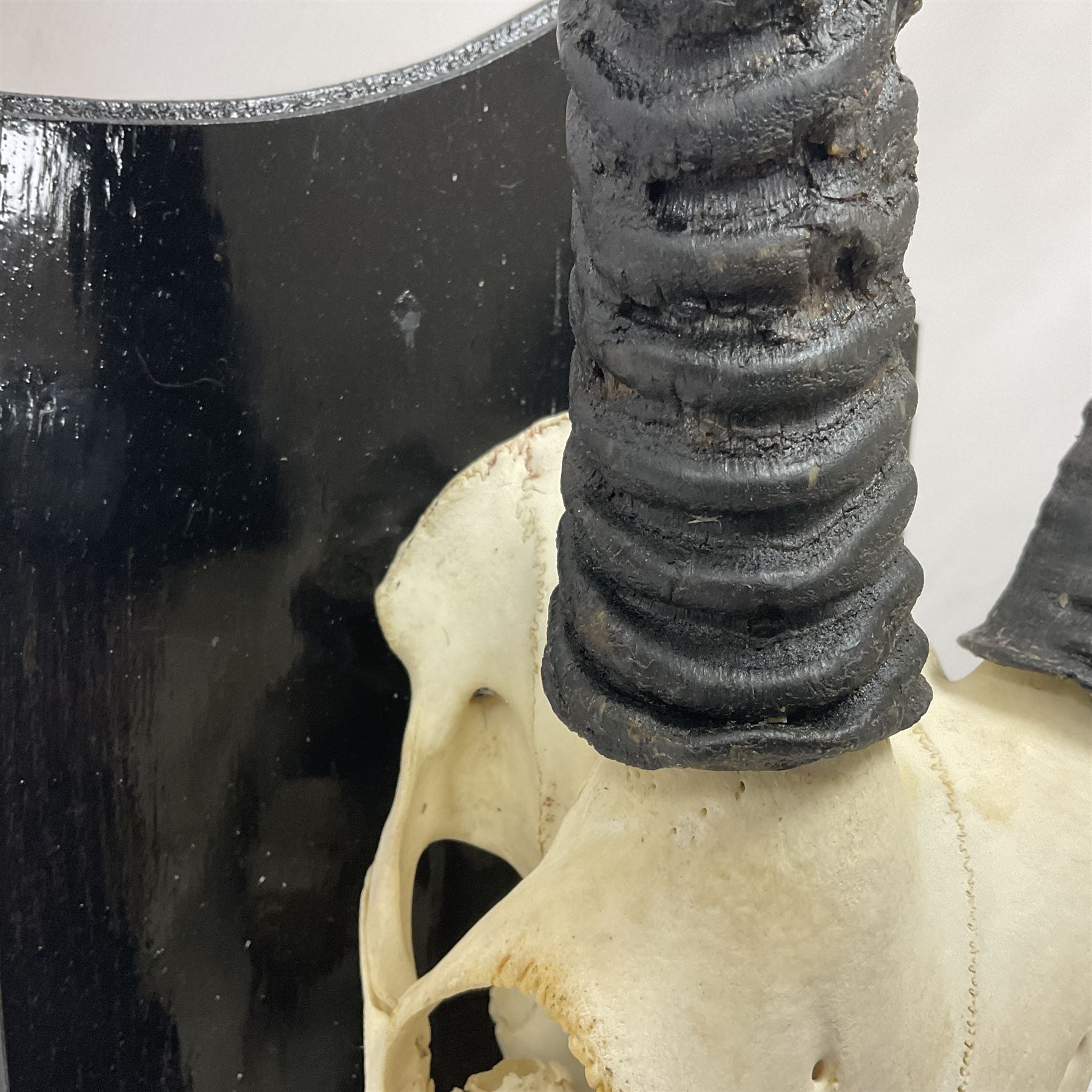 Antlers/Horns: Gemsbok Oryx (Oryx gazella gazella), pair of oryx curved horns on partial skull, mounted on an ebonised shield, H130cm