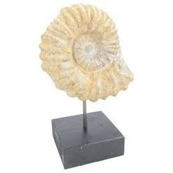 Pair of ammonite fossil, mounted upon a rectangular wooden base, age; Cretaceous period, location; Morocco, H32cm