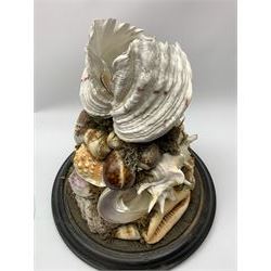 Victorian shell display, under glass dome on circular ebonised base, overall H39cm