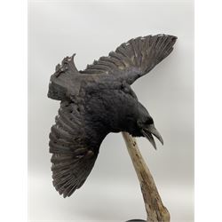 Taxidermy: Carrion crows (Corvus corone) modern, by award winning Taxidermist - Carl Church, Pickering, North Yorkshire, one specimen in flight, one perched on a tree, maximum H66.5.