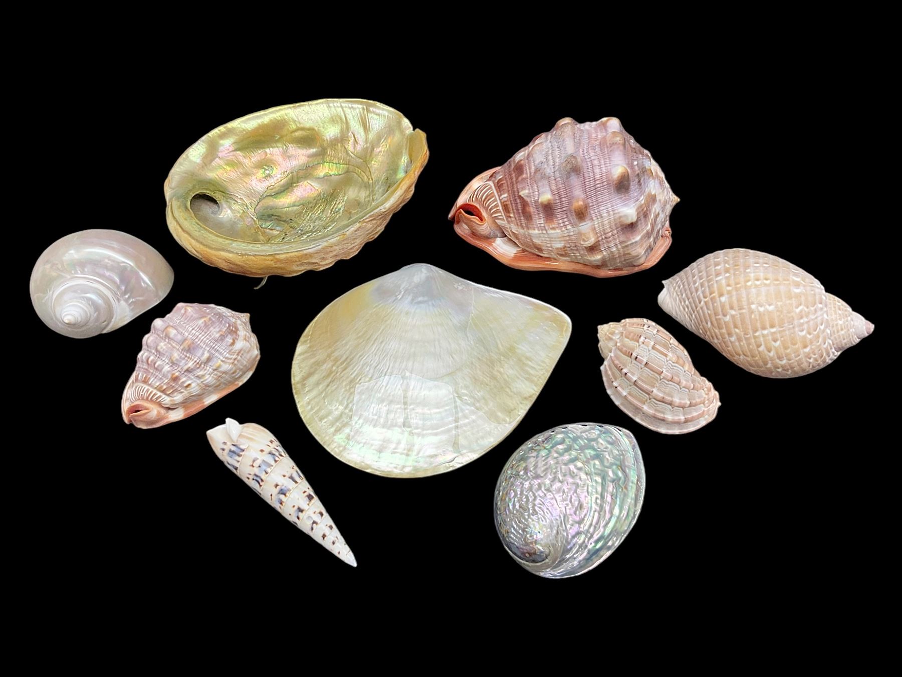Conchology: selection of shells, including gold pearl oyster shell, mother of pearl turbo marmaratus shell, Cypraecassis Rufa red helmet shell, Mitre shell, Paua shell and others, largest D19cm