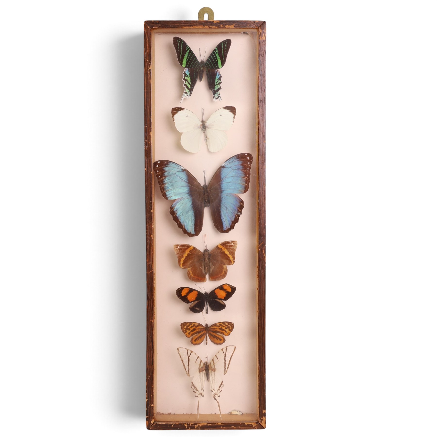 Entomology; Four framed butterfly displays including swallowtail, Blue Charaxes, Indian Oakleaf etc 