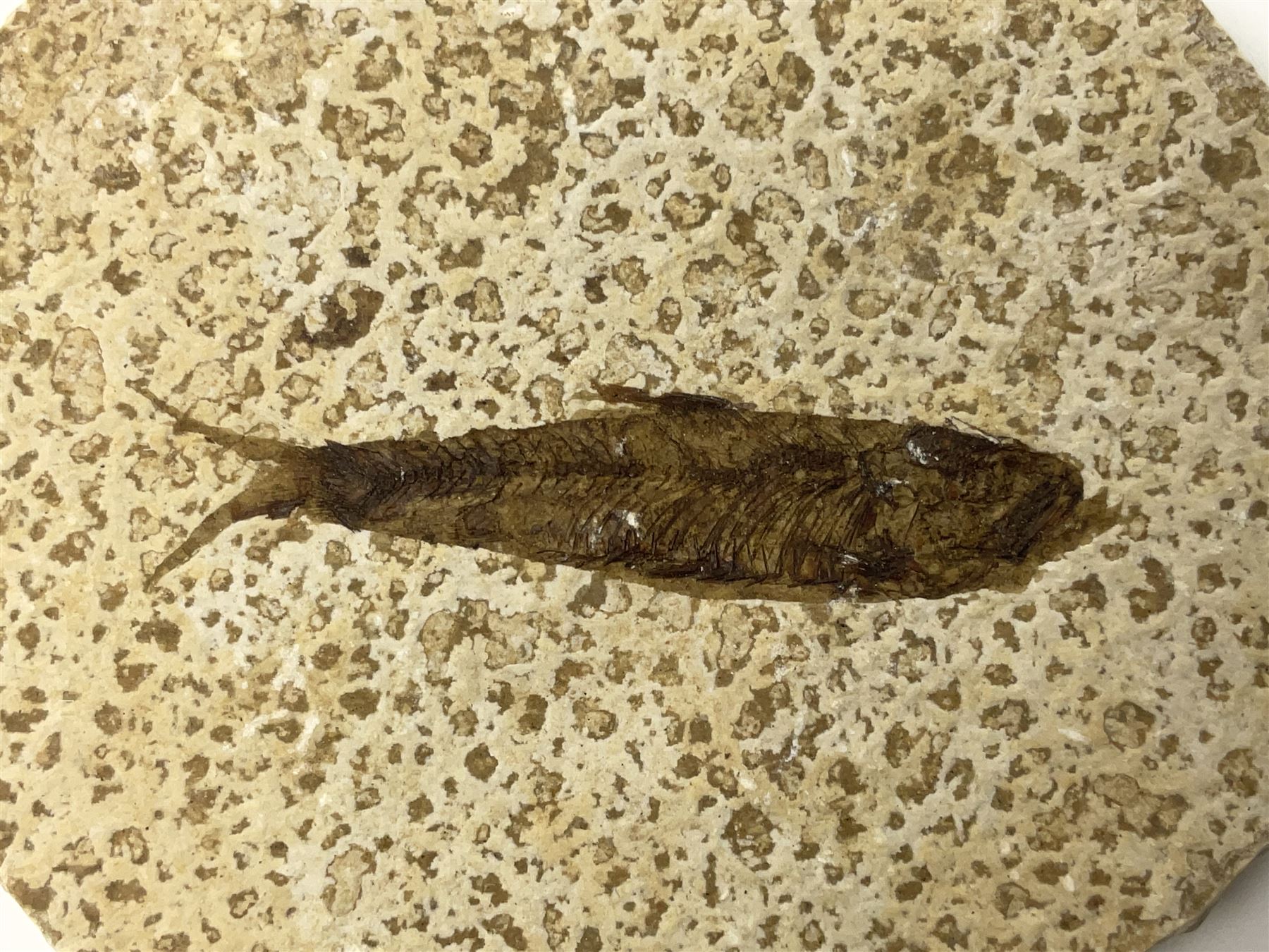 Four fossilised fish (Knightia alta) each in an individual matrix; age; Eocene period, location; Green River Formation, Wyoming, USA, largest matrix H8cm, L10cm
