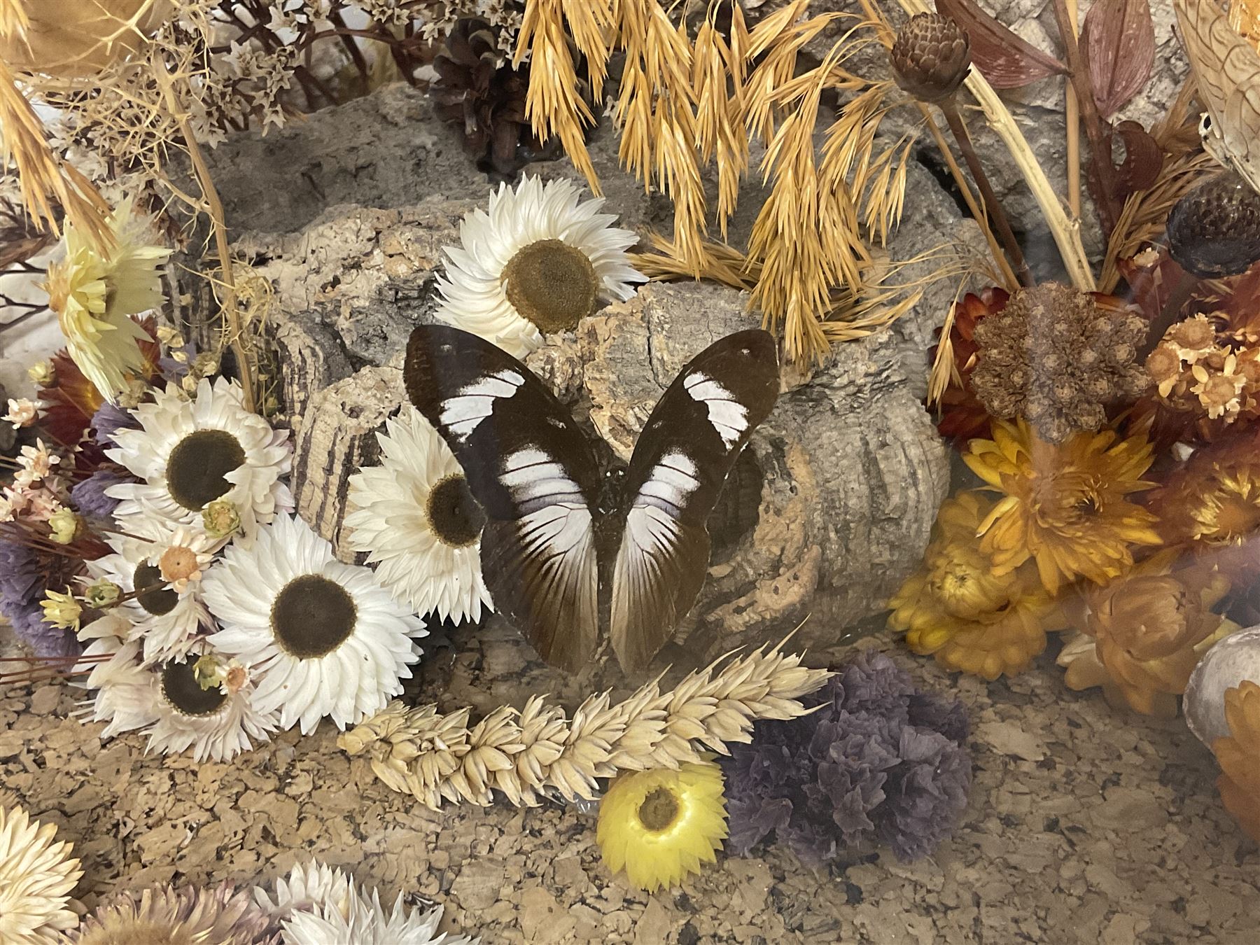 Entomology: 20th century cased moth and butterfly diorama, including Godart morpho, Chrysiridia rhipheus, Cathosia biblis, Appias lyncida, Hamadryas and others arranged amongst dried flowers and grasses, enclosed in a glass five sided terrarium display case with a wooden base, L43cm D43cm H49cm 