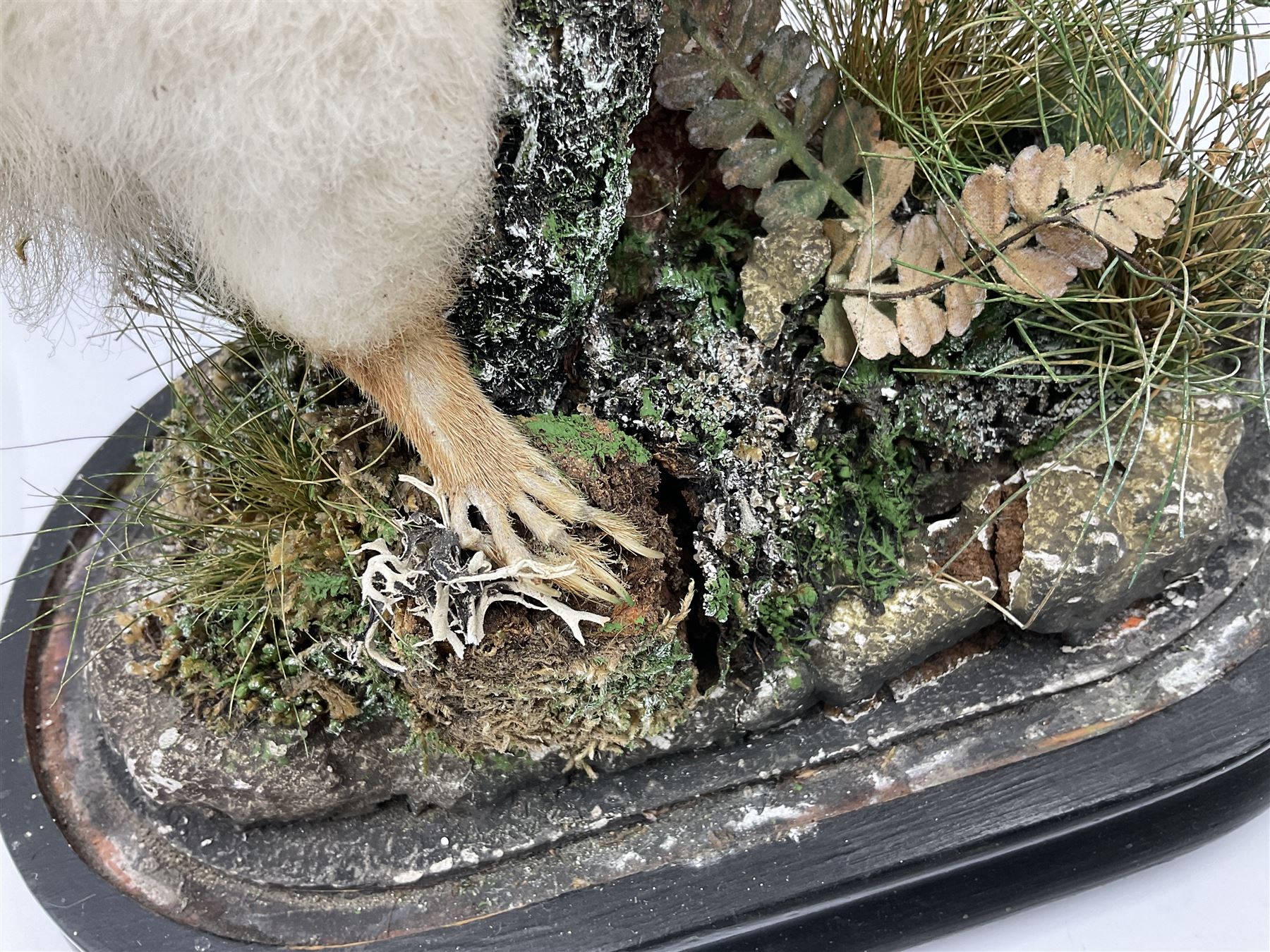Taxidermy: Victorian cased Red Squirrel (Sciurus vulgaris), full mount holding a hazelnut, upon naturalistic ground, enclosed beneath a period oval glass dome with ebonised base, raised upon four bun feet H44cm D15cm W24cm