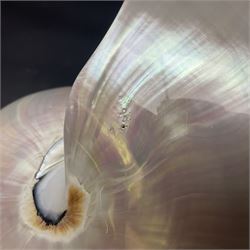 Conchology: pair of pearl nautilus shells, L20cm