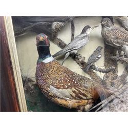 Taxidermy; cased bird diorama, to include Red-neck Pheasants (Phasianus colchicus) adult mounts hen and cock, Common Kestrel (Falco tinnunculus), Common Blackbird (Turdus merula), Starling (Sturnus vulgaris) and others,  in a naturalistic setting, encased within a single pane display case, H66cm, L97cm